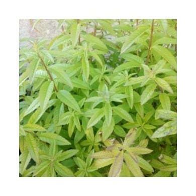 Verveine citronnelle  - lippia citriodora / aloysia triphylla
