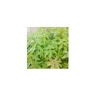 Verveine citronnelle  - lippia citriodora / aloysia triphylla