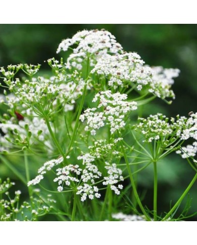 Cumin des prés (Carum carvi) en fleurs (Robert Biedermann / adobe.com)