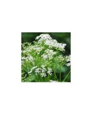 Cumin des prés (Carum carvi) en fleurs (Robert Biedermann / adobe.com)