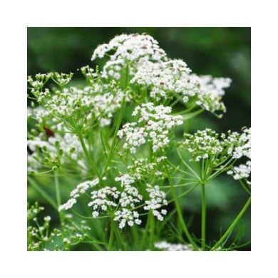Cumin des prés (Carum carvi) en fleurs (Robert Biedermann / adobe.com)