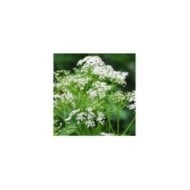 Cumin des prés (Carum carvi) en fleurs (Robert Biedermann / adobe.com)