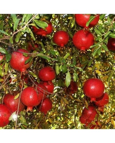 Grenadier à fruits 'Wonderful'
