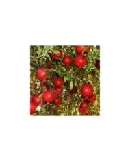 Grenadier à fruits 'Wonderful'
