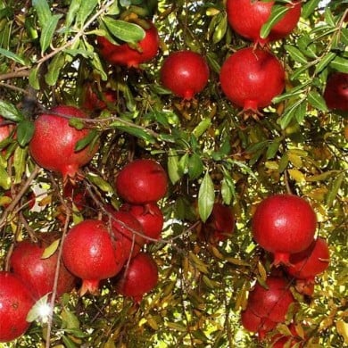 Grenadier à fruits 'Wonderful'
