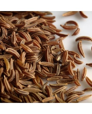 Cumin des prés BIO - Carum carvi - graines (pixabay.com)