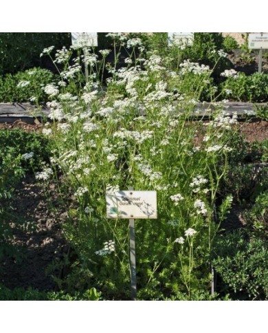 Cumin des prés BIO - Carum carvi (Alexander Klink / wikimedia.org)