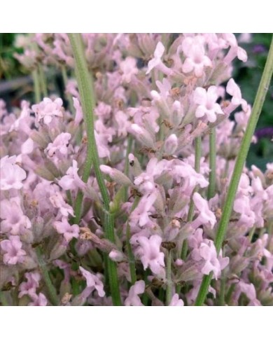 Lavande officinale rose - Lavandula angustifolia 'Rosea'