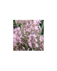Lavande officinale rose - Lavandula angustifolia 'Rosea'
