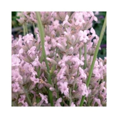 Lavande officinale rose - Lavandula angustifolia 'Rosea'