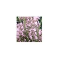 Lavande officinale rose - Lavandula angustifolia 'Rosea'