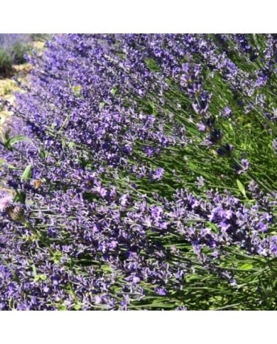 Lavande officinale - lavandula officinalis