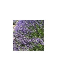 Lavande officinale - lavandula officinalis