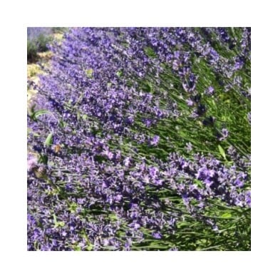 Lavande officinale - lavandula officinalis