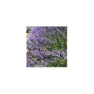Lavande officinale - lavandula officinalis