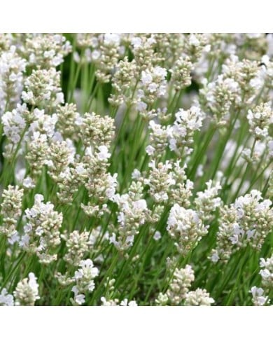 Lavande officinale blanche - Lavandula angustifolia 'Alba' (Buendia22 / wikimedia.org)
