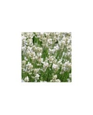 Lavande officinale blanche - Lavandula angustifolia 'Alba' (Buendia22 / wikimedia.org)