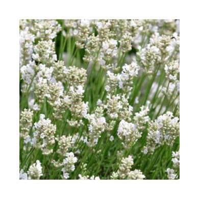 Lavande officinale blanche - Lavandula angustifolia 'Alba' (Buendia22 / wikimedia.org)