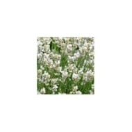 Lavande officinale blanche - Lavandula angustifolia 'Alba' (Buendia22 / wikimedia.org)