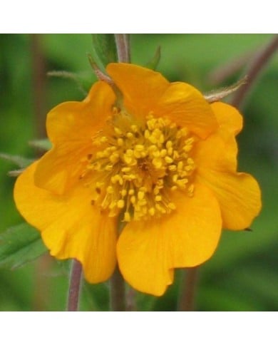 Geum 'Georgenberg' (Benoîte) (Staudengärtnerei Forssman / flickr.com)