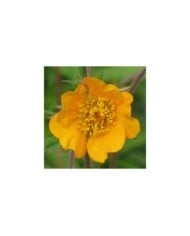 Geum 'Georgenberg' (Benoîte) (Staudengärtnerei Forssman / flickr.com)