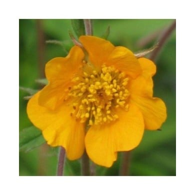 Geum 'Georgenberg' (Benoîte) (Staudengärtnerei Forssman / flickr.com)