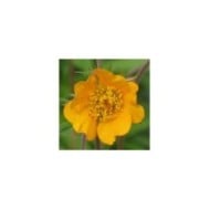 Geum 'Georgenberg' (Benoîte) (Staudengärtnerei Forssman / flickr.com)