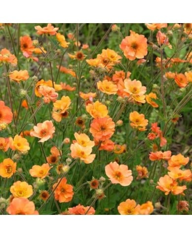 Geum 'Prinses Juliana' (Benoîte) (Alexandra / Adobe Stock)