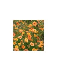 Geum 'Prinses Juliana' (Benoîte) (Alexandra / Adobe Stock)