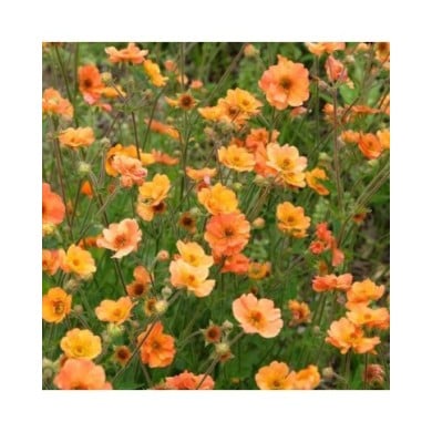 Geum 'Prinses Juliana' (Benoîte) (Alexandra / Adobe Stock)
