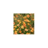 Geum 'Prinses Juliana' (Benoîte) (Alexandra / Adobe Stock)