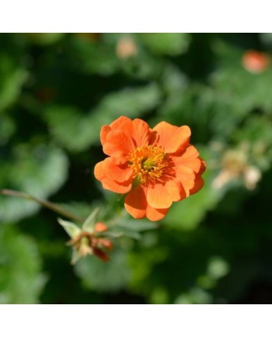 Geum 'Prinses Juliana' (Benoîte) (nahhan / Adobe Stock)