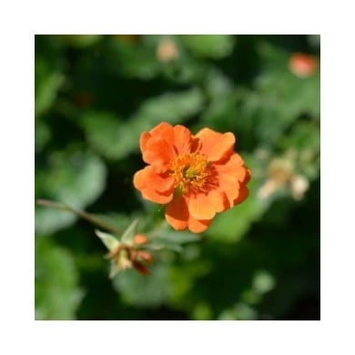 Geum 'Prinses Juliana' (Benoîte) (nahhan / Adobe Stock)