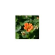 Geum 'Prinses Juliana' (Benoîte) (nahhan / Adobe Stock)