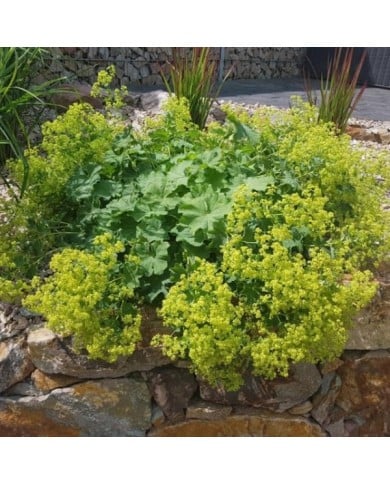 Alchemilla mollis - Alchémille (Ruckszio / Adobe Stock)