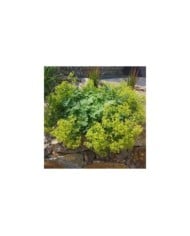Alchemilla mollis - Alchémille (Ruckszio / Adobe Stock)