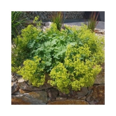 Alchemilla mollis - Alchémille (Ruckszio / Adobe Stock)