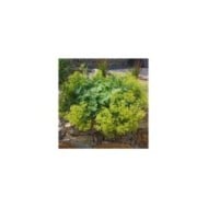 Alchemilla mollis - Alchémille (Ruckszio / Adobe Stock)