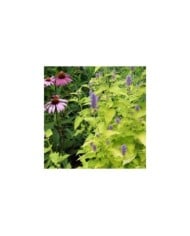 Agastache rugosa 'Golden Jubilee' (Nancy J. Ondra / Adobe Stock)