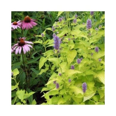 Agastache rugosa 'Golden Jubilee' (Nancy J. Ondra / Adobe Stock)