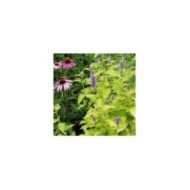 Agastache rugosa 'Golden Jubilee' (Nancy J. Ondra / Adobe Stock)