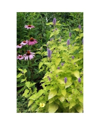 Agastache rugosa 'Golden Jubilee' (Nancy J. Ondra / Adobe Stock)