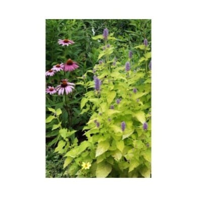 Agastache rugosa 'Golden Jubilee' (Nancy J. Ondra / Adobe Stock)