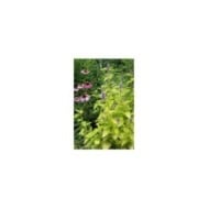 Agastache rugosa 'Golden Jubilee' (Nancy J. Ondra / Adobe Stock)