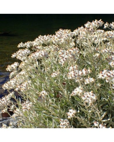Anaphalis margaritacea - Immortelle de Virginie (Krzysztof Ziarnek - Kenraiz / wikimedia.org)