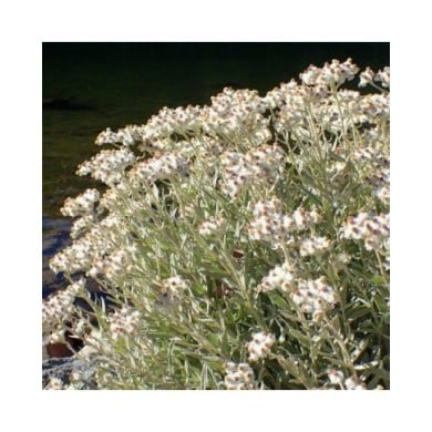 Anaphalis margaritacea - Immortelle de Virginie (Krzysztof Ziarnek - Kenraiz / wikimedia.org)