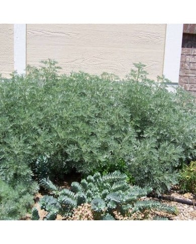 Artemisia 'Powis Castle' - Armoise (Patrick Standish / flickr.com)