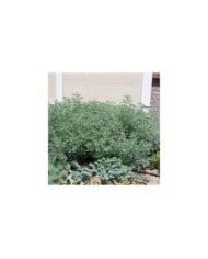 Artemisia 'Powis Castle' - Armoise (Patrick Standish / flickr.com)