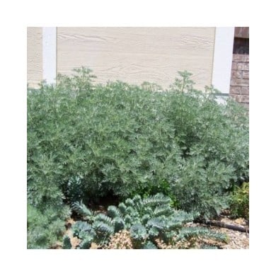 Artemisia 'Powis Castle' - Armoise (Patrick Standish / flickr.com)