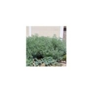 Artemisia 'Powis Castle' - Armoise (Patrick Standish / flickr.com)